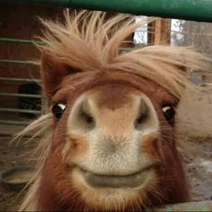 Meet your Posher, Dora